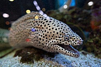 《失落的方舟》大型更新现已上线 新增竞速大赛活动